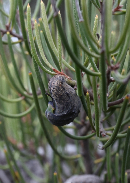 Tasmanian Alpine Plants Proteaceae